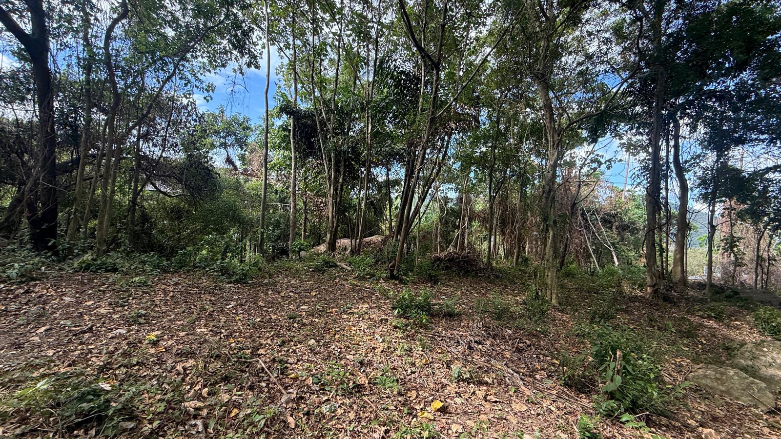 Koh Samui Land In Lamai For Sale Koh Samui Land In Lamai For Sale