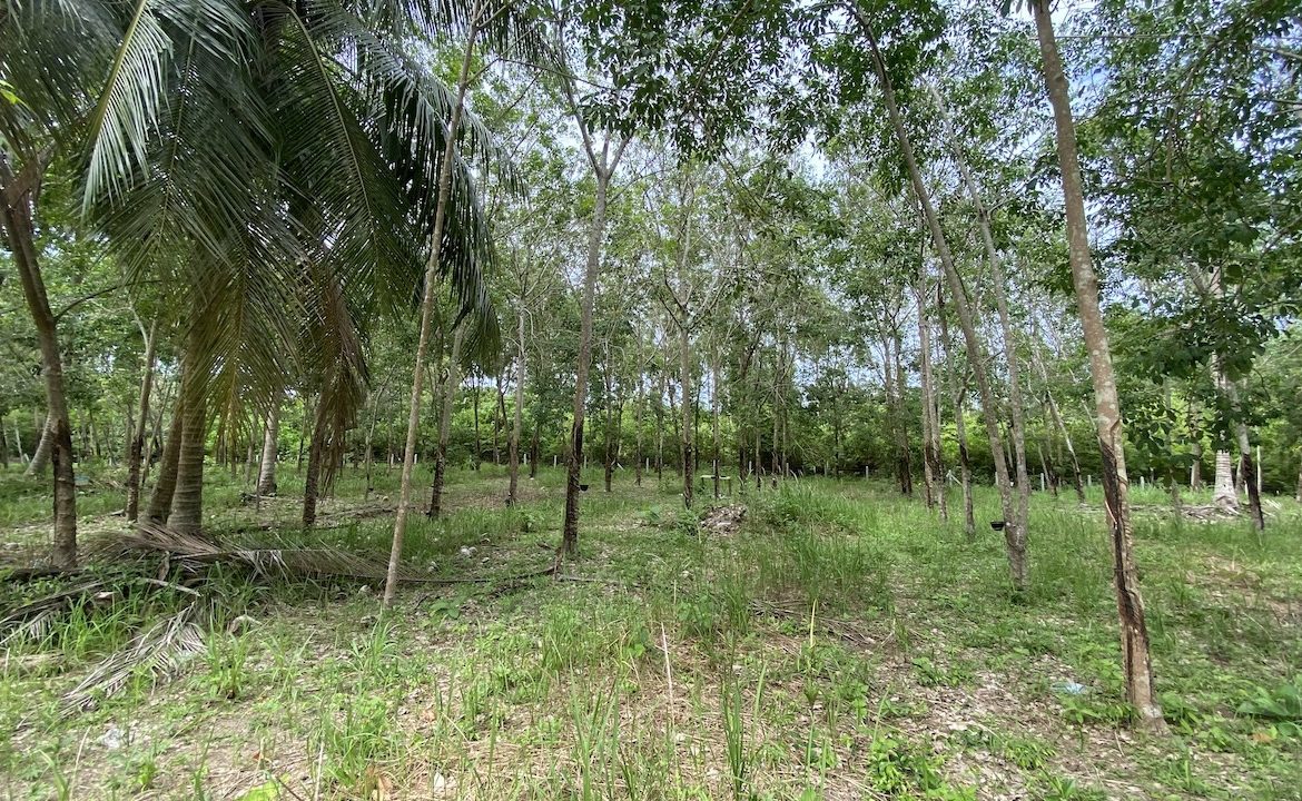 Tong Krut Land Plots For Sale