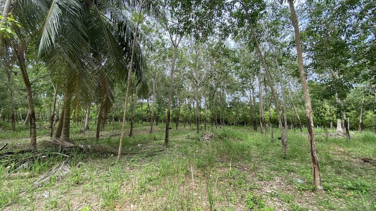 Tong Krut Land Plots For Sale Tong Krut Land Plots For Sale