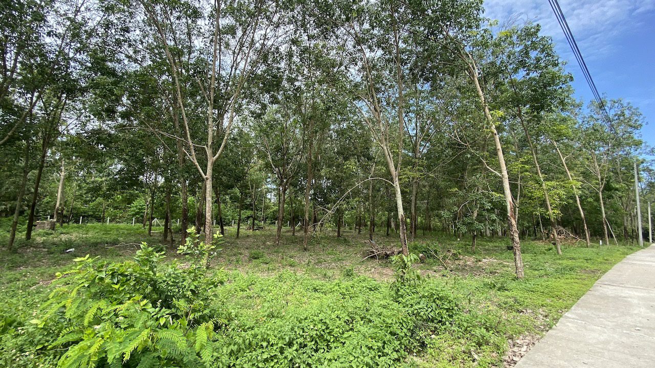 Tong Krut Land Plots For Sale Tong Krut Land Plots For Sale